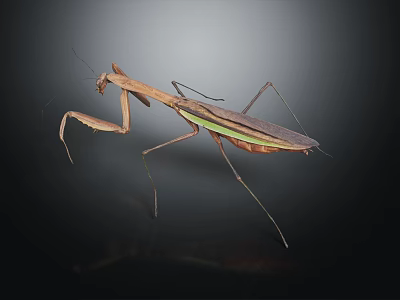 Praying Mantis A Flying Insect With Brown Green Body And Slender Legs On Dark Background 3d model