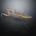 Praying Mantis A Flying Insect With Brown Green Body And Slender Legs On Dark Background