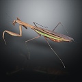 Modern mantis knife insect 3d model