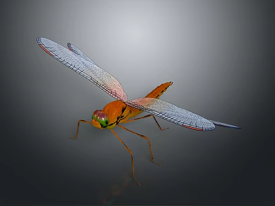 Orange Dragonfly with Transparent Veined Wings and Reflection on Gray Background 3d model
