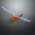 Orange Dragonfly with Transparent Veined Wings and Reflection on Gray Background 3d model