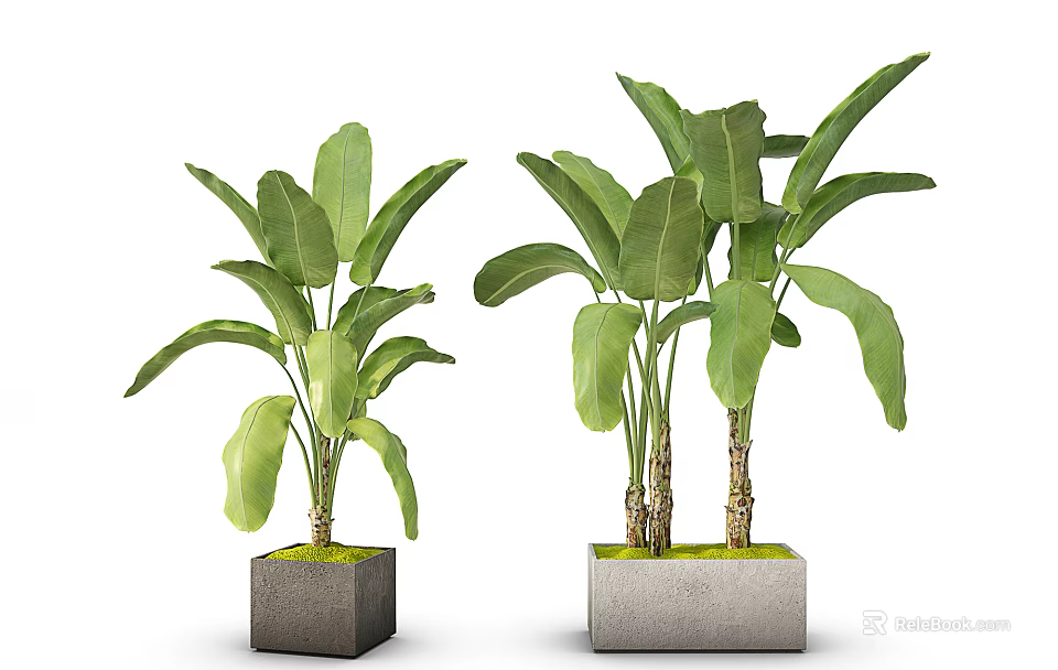 Bonsai Potted Banana Leaf Plants In Square Concrete Pots With Green Moss Base 3d model 