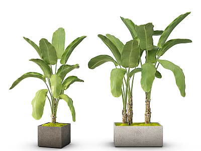 Bonsai Potted Banana Leaf Plants In Square Concrete Pots With Green Moss Base 3d model