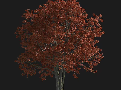 Vibrant Red Leaf Arbor With Lush Foliage And Strong Sturdy Trunk Structure 3d model