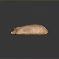 Golden Brown Roast Pig with Crispy Skin on Black Reflective Surface
