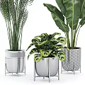 Various Types Of Green Leafy Potted Plants In Decorative Silver And Textured Pots