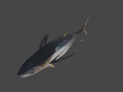 Fresh Whole Tuna Fish as Premium Seafood Ingredient for Culinary Dishes 3d model