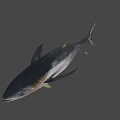 Fresh Whole Tuna Fish as Premium Seafood Ingredient for Culinary Dishes