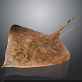 Distinctive Pink Diamond Shaped Ray With White Spots On Its Smooth Body