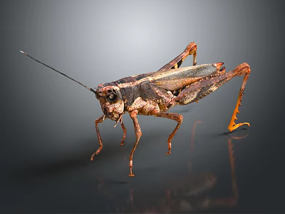 Detailed Brown And Black Locust Standing On Gray Reflective Surface With Long Antennae 3d model