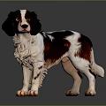 Brown and white dog with fluffy shiny coat standing alert on dark background