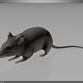 Realistic Grey Mouse With Large Ears And Long Tail On Dark Reflective Surface 3d model