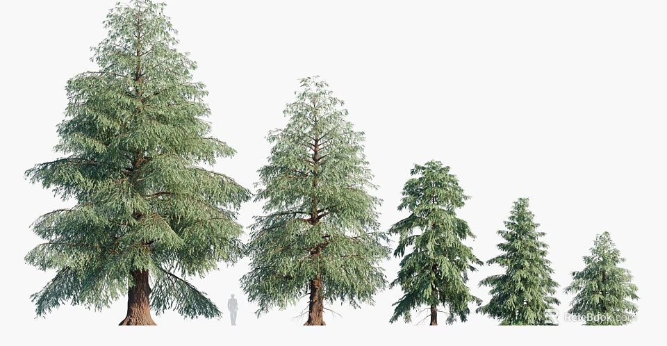 Four Arborvitae Trees of Varying Heights with Human Silhouette for Size Comparison on White Background 3d model 