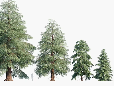 Four Arborvitae Trees of Varying Heights with Human Silhouette for Size Comparison on White Background 3d model