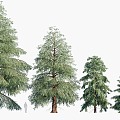 trees big trees pine trees landscape trees 3d model