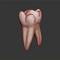 Detailed Human Tooth Organ 3D Model With White Crown And Natural Root Structure