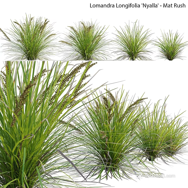 Garden Ornaments Showcasing Different Ornamental Grasses With Green Foliage For Garden Decoration 3d model 