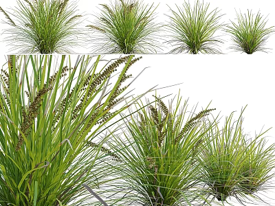 Garden Ornaments Showcasing Different Ornamental Grasses With Green Foliage For Garden Decoration 3d model