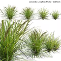 Garden Ornaments Showcasing Different Ornamental Grasses With Green Foliage For Garden Decoration