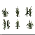 Healthy Wheat Plants With Green Leaves And Wheat Ears In Growth Stages