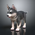 Adorable Husky Puppy With Gray And White Fur Standing On Black Background With Reflection