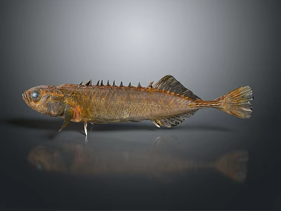Brown Fish with Spikes and Fins on Black Background with Reflection 3d model
