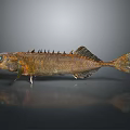 Brown Fish with Spikes and Fins on Black Background with Reflection