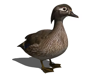 Flying Brown Duck with Detailed Feathers Standing Pose and White Eye Markings 3d model