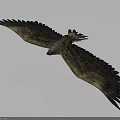 Eagle Flying with Outstretched Wings and Feathers in Gray Sky Background 3d model