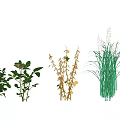 Garden Landscape Design With Various Green Plants And Ornamental Grasses