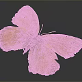 Detailed Orange Butterfly with Orange Wings and Black Spots on Dark Background