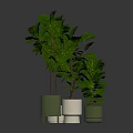 Fiddle Leaf Fig Plants In Multiple Different Colored Pots On Reflective Surface 3d model