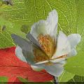 Blooming White Flower With Yellow Stamens Surrounded By Green And Red Leaves