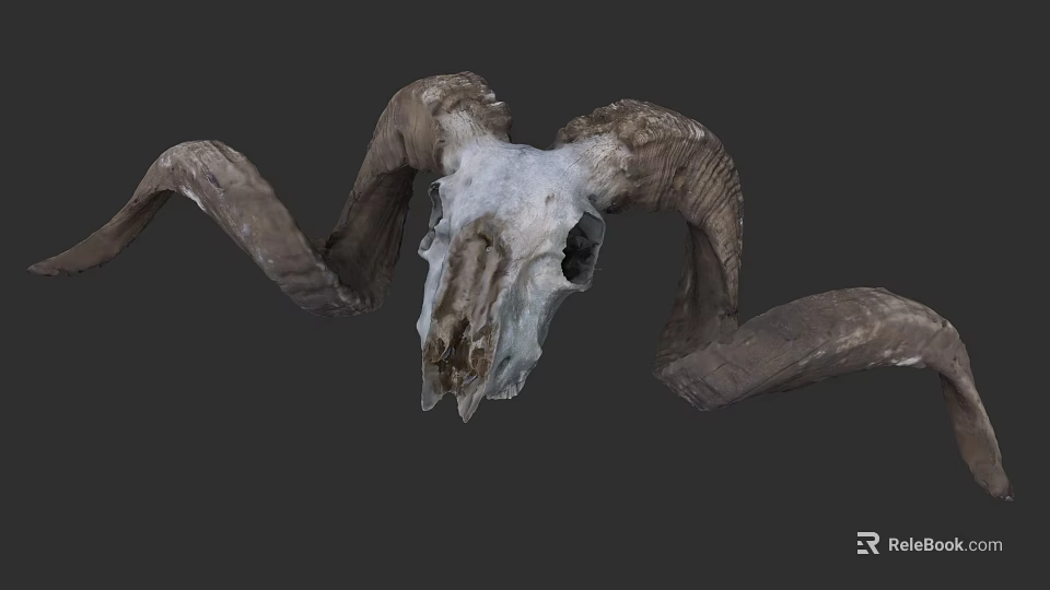 Detailed Ram Skull With Large Curved Horns And Natural Bone Structure 3d model 