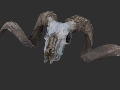 Detailed Ram Skull With Large Curved Horns And Natural Bone Structure 3d model