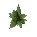 Potted Plant With Green Leaves In White Ceramic Pot Simple Natural Design