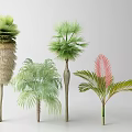 Collection of Exotic Trees with Vibrant Leaves and Distinct Trunk Structures
