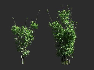Green Bamboo Plants With Lush Leaves And Tall Stems In Natural View 3d model