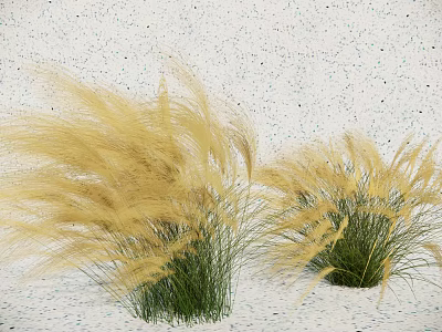 Golden Yellow Ornamental Grasses With Green Stems And Feathery Plumes Against White Wall 3d model