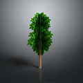 Green Tree with Lush Green Leaves and Brown Trunk on Neutral Gray Background
