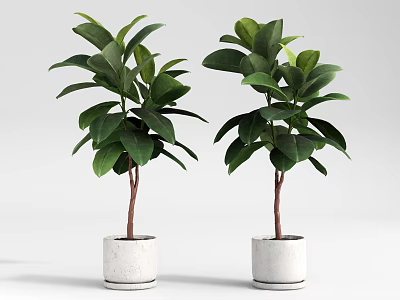 Two Potted Bonsai Plants With Green Leaves In White Ceramic Pots For Indoor Decoration 3d model