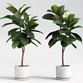 Two Potted Bonsai Plants With Green Leaves In White Ceramic Pots For Indoor Decoration