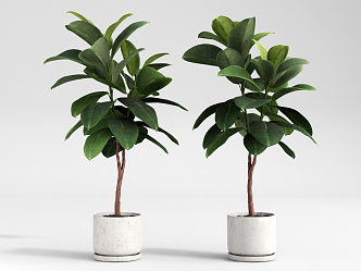 Modern potted banyan tree potted plant green plant 3d model