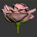 Beautiful Pink Rose with Fresh Petals and Water Droplets on Gray Background