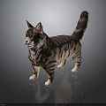 Detailed Striped Cat 3D Model Standing on Black Background with Reflection