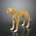 Realistic Cheetah Model With Spotted Coat Standing On Dark Reflective Surface 3d model