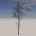 Single Tall Arbor Tree With Straight Trunk Green Leaves And Shadow 3d model