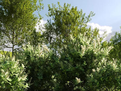 Lush Green Leafy Shrubs With White Flowers And Tall Trees Under Blue Sky 3d model