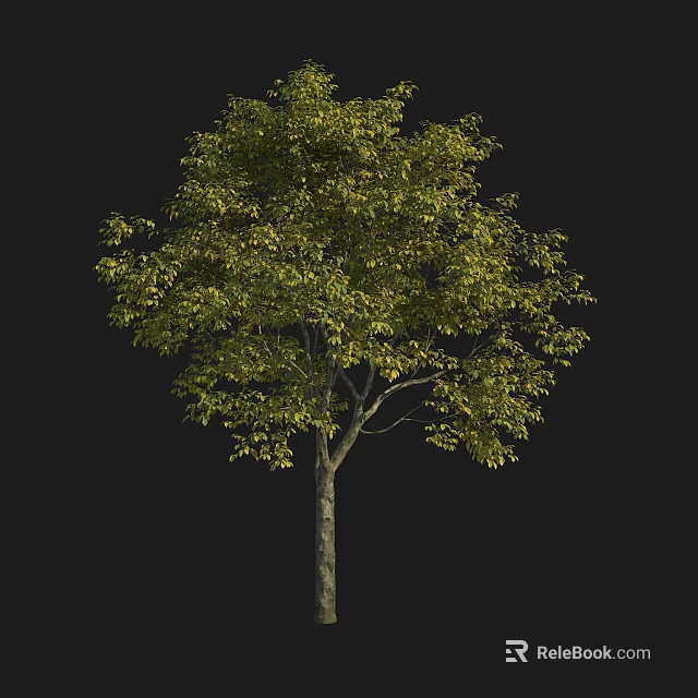 Arbor Tree with Green Leaves Tall Trunk and Lush Foliage in Natural Landscape 3d model 