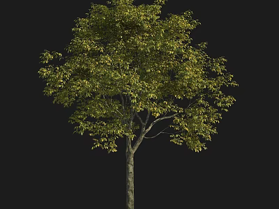 Arbor Tree with Green Leaves Tall Trunk and Lush Foliage in Natural Landscape 3d model